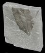 Partial Dalmanites Trilobite - New York #42982-1